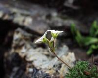 Saxifraga pentadactylis subsp. pentadactylis