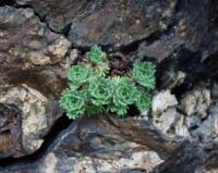 Saxifraga pentadactylis subsp. pentadactylis