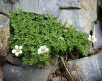 Saxifraga pentadactylis subsp. pentadactylis