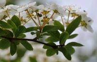 Spiraea hypericifolia subsp. obovata