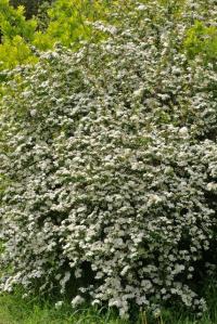 Spiraea hypericifolia subsp. obovata