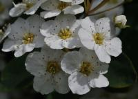 Spiraea hypericifolia subsp. obovata