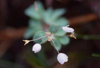 Isopyrum thalictroides