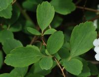 Spiraea hypericifolia subsp. obovata