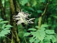 Aruncus dioicus