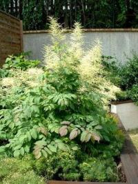 Aruncus dioicus