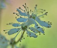 Filipendula vulgaris