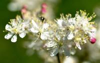 Filipendula vulgaris