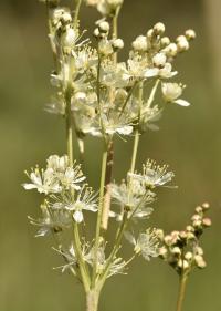 Filipendula vulgaris