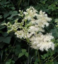 Filipendula ulmaria