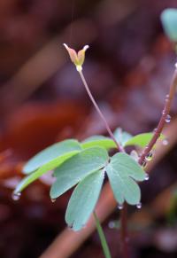 Isopyrum thalictroides