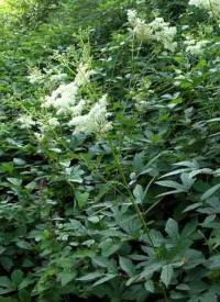 Filipendula ulmaria