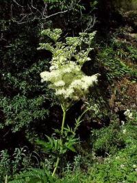 Filipendula ulmaria