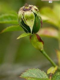 Rosa stylosa