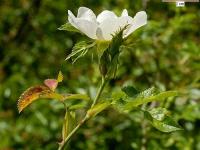 Rosa stylosa