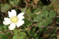 Rosa stylosa