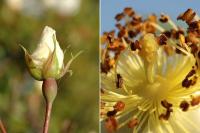 Rosa stylosa