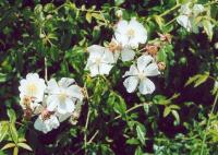 Rosa sempervirens