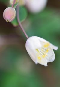 Isopyrum thalictroides