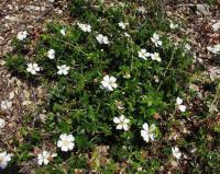 Rosa sempervirens