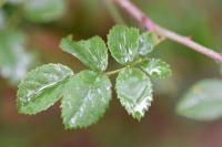 Rosa arvensis