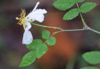 Rosa arvensis