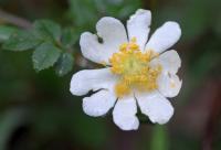 Rosa arvensis