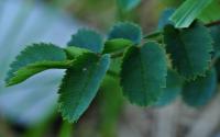Rosa pendulina
