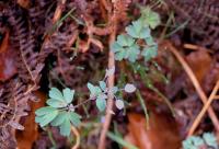 Isopyrum thalictroides