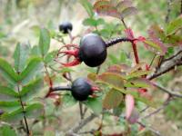 Rosa pimpinellifolia