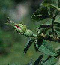 Rosa villosa