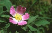 Rosa villosa