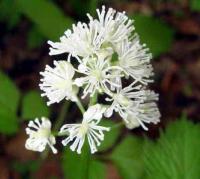 Actaea spicata