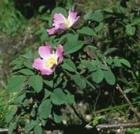 Rosa villosa