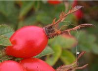 Rosa rubiginosa