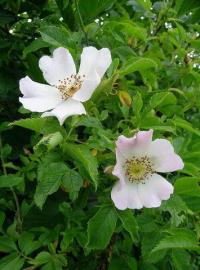 Rosa canina