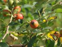 Rosa canina