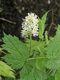 Actaea spicata