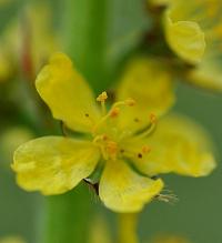 Agrimonia eupatoria subsp. eupatoria