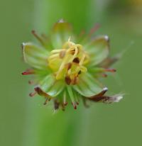 Agrimonia eupatoria subsp. eupatoria