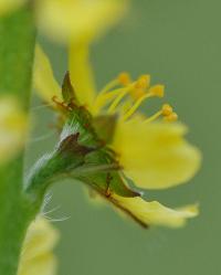 Agrimonia eupatoria subsp. eupatoria