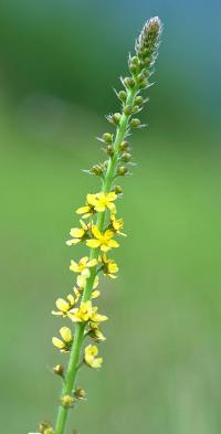 Agrimonia eupatoria subsp. eupatoria