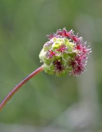 Sanguisorba minor