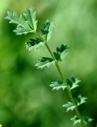 Sanguisorba minor