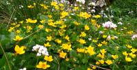 Caltha palustris