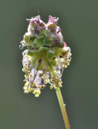 Sanguisorba minor