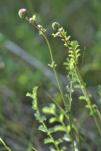 Sanguisorba minor