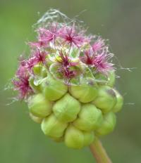 Sanguisorba minor