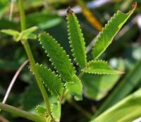 Sanguisorba officinalis