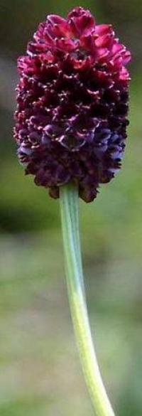 Sanguisorba officinalis